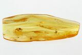 Fossil Minute Tree-Fungus Beetle & Fly in Baltic Amber #310837-1